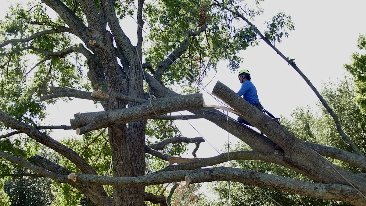 Professional Hazardous Tree Removal performed by certified arborists in Elmora