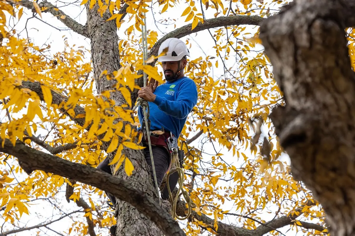 Skilled Tree Trimming crew working in Elmora